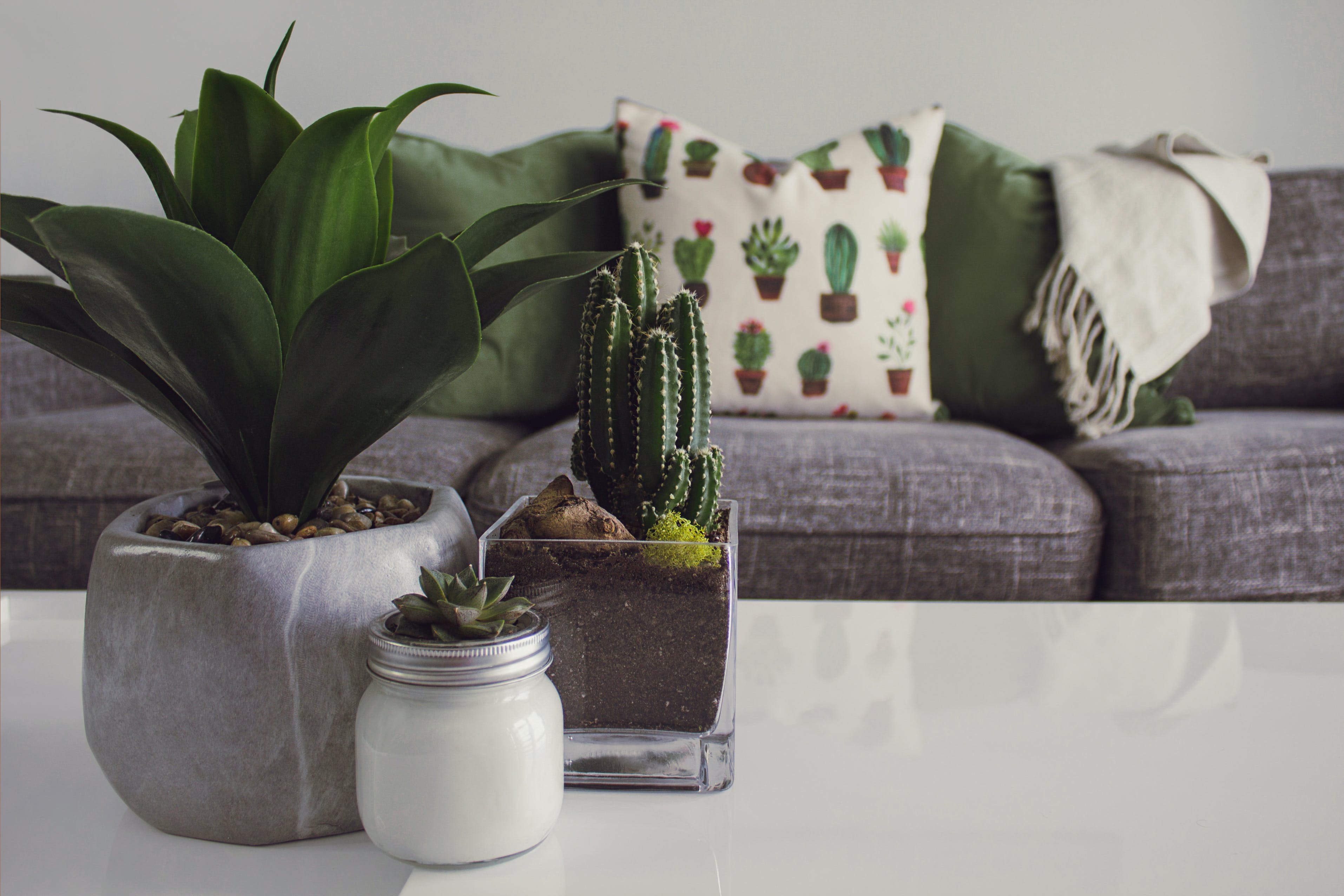 Comfortable couch with green plants in foreground