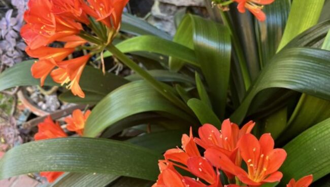 Dr. Kelly Morton's flowers