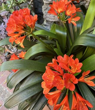 Dr. Kelly Morton's flowers