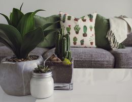 Comfortable couch with green plants in foreground