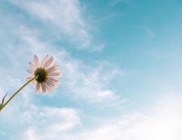 daisy turned toward the sun in a blue sky