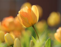 Spring tulips